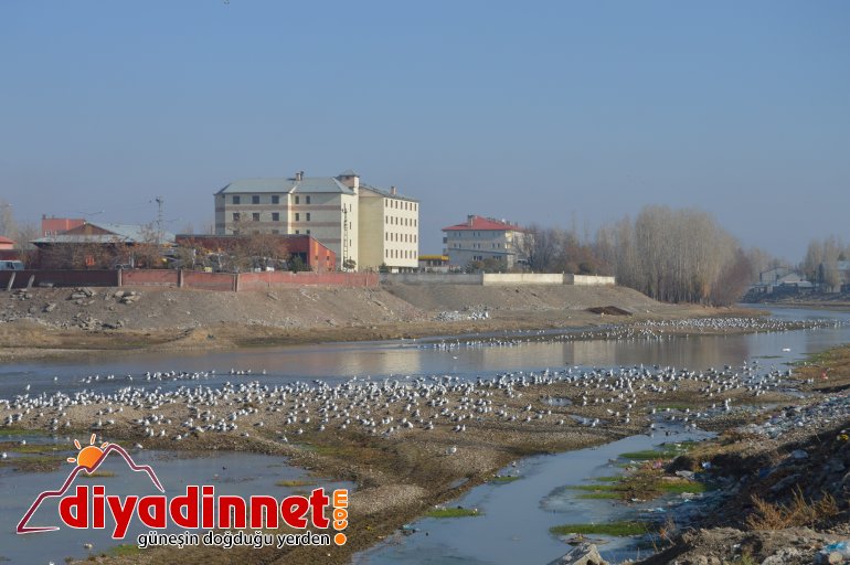 Göçmen martılar Murat Nehri ni mesken tuttu6