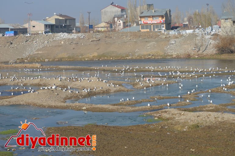 Göçmen martılar Murat Nehri ni mesken tuttu7