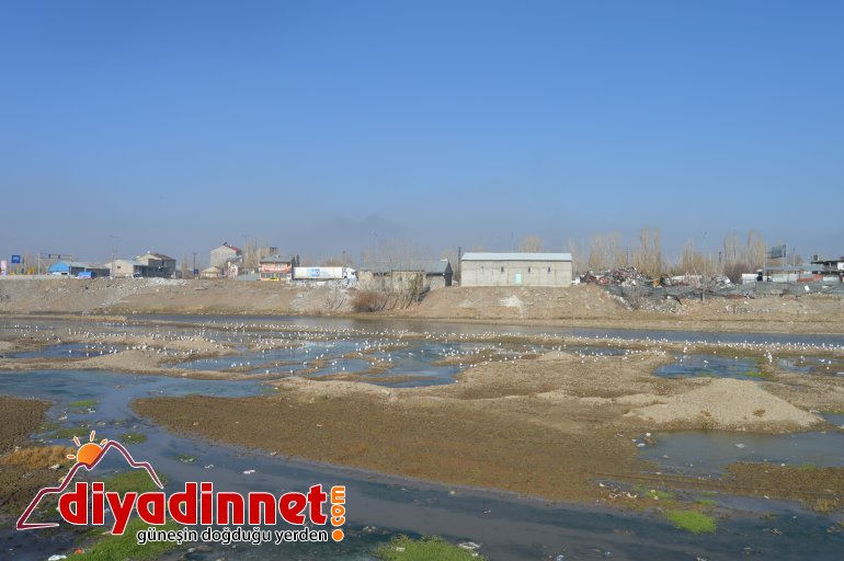 Göçmen martılar Murat Nehri ni mesken tuttu8