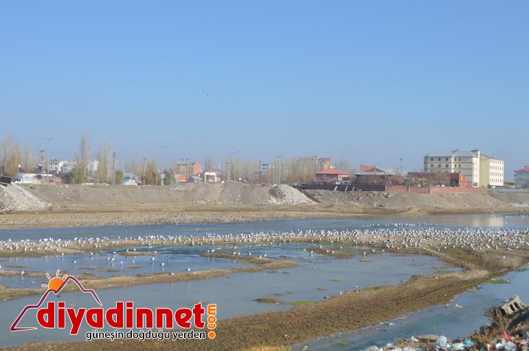 Göçmen martılar Murat Nehri ni mesken tuttu9