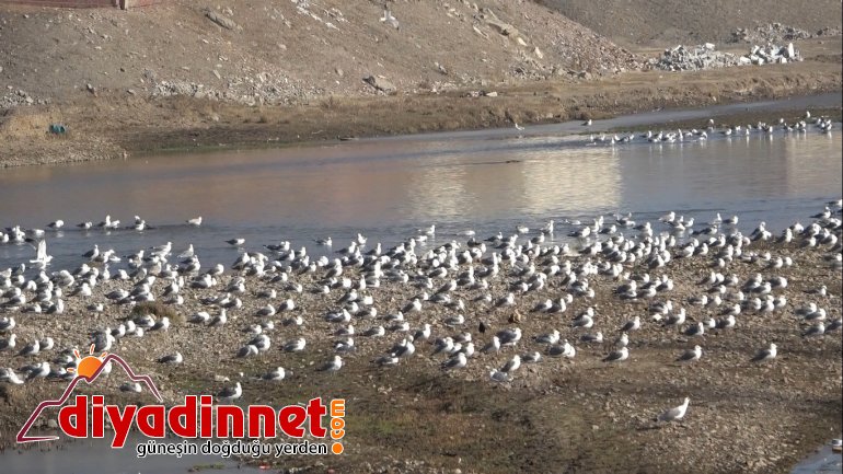 Göçmen martılar Murat Nehri’ni mesken tuttu1