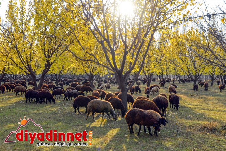 İrem IĞDIR büyülüyor Bağları renkleriyle - sonbahar 11