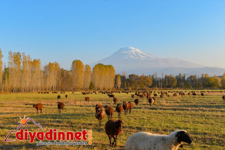 - sonbahar büyülüyor IĞDIR renkleriyle Bağları İrem 12
