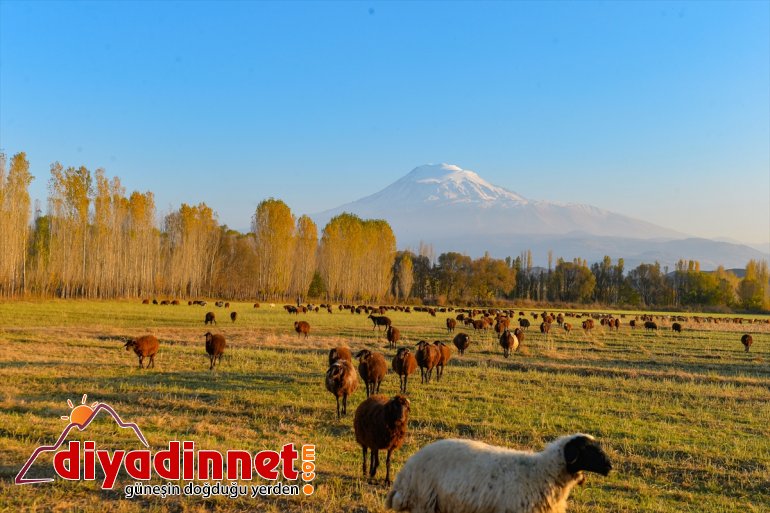 sonbahar İrem büyülüyor - IĞDIR Bağları renkleriyle 14