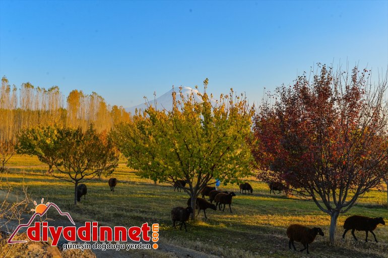 sonbahar - İrem Bağları büyülüyor renkleriyle IĞDIR 15