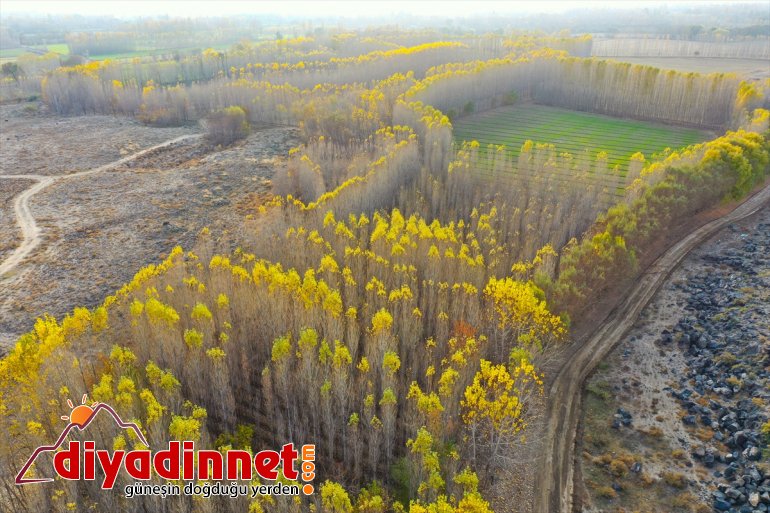 sonbahar Bağları IĞDIR renkleriyle - büyülüyor İrem 3