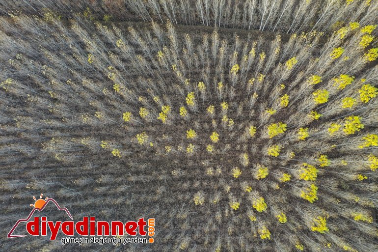 büyülüyor renkleriyle Bağları sonbahar IĞDIR - İrem 6