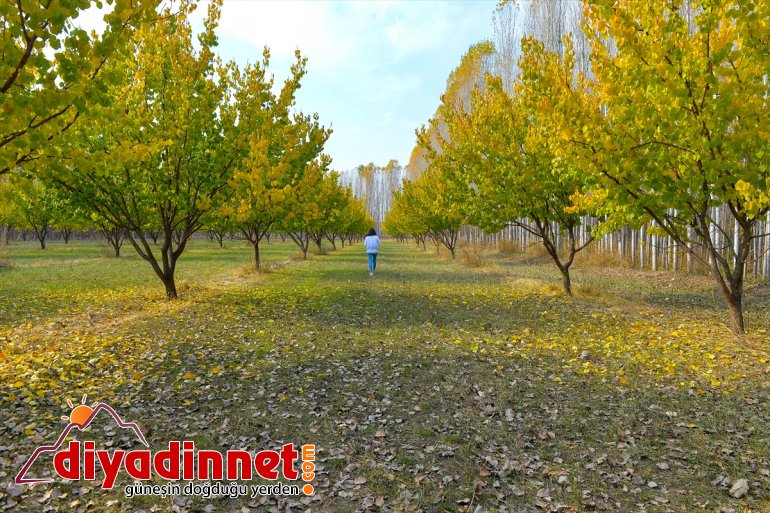 sonbahar İrem IĞDIR - büyülüyor Bağları renkleriyle 8