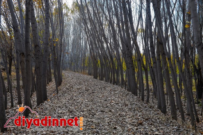 büyülüyor IĞDIR Bağları renkleriyle İrem - sonbahar 9