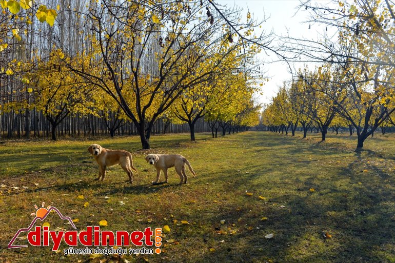 Bağları - büyülüyor IĞDIR sonbahar İrem renkleriyle 10