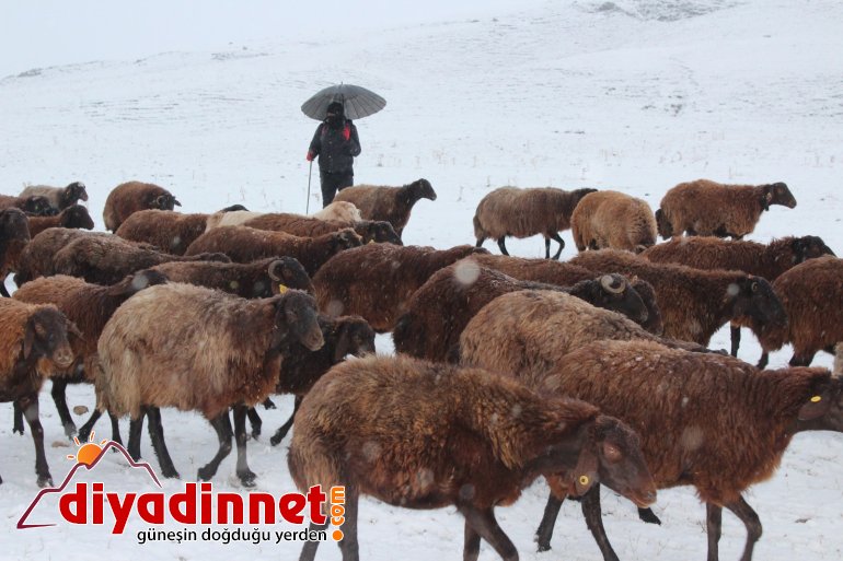 Kar yağışı, hayvanlarını otlatan çobanlara zor anlar yaşattı1