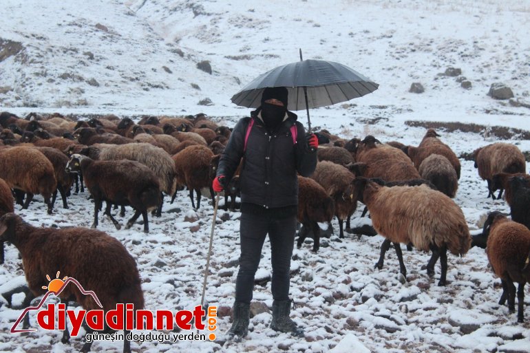 Kar yağışı hayvanlarını otlatan çobanlara zor anlar yaşattı2