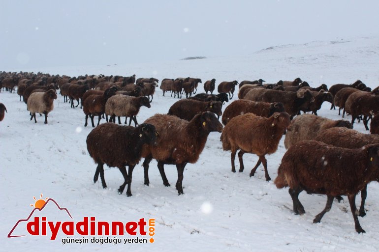 Kar yağışı hayvanlarını otlatan çobanlara zor anlar yaşattı3