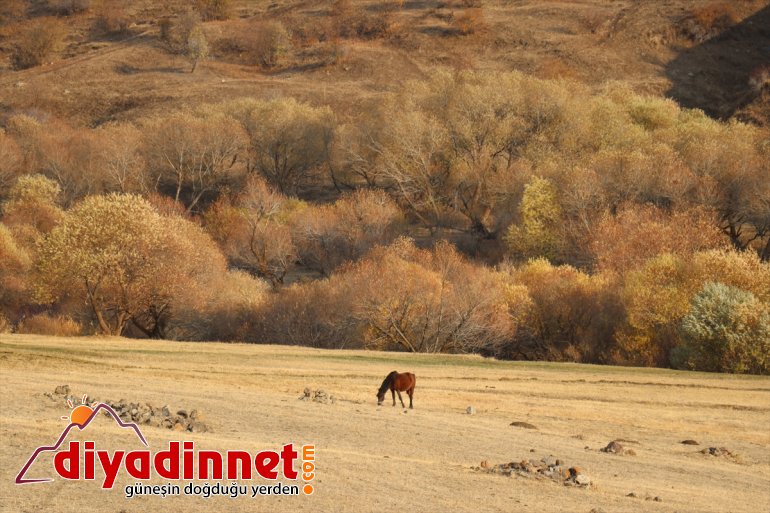 güzelliği ve AĞRI Yazıcı sonbahar Barajı derelerde çevresindeki - 6