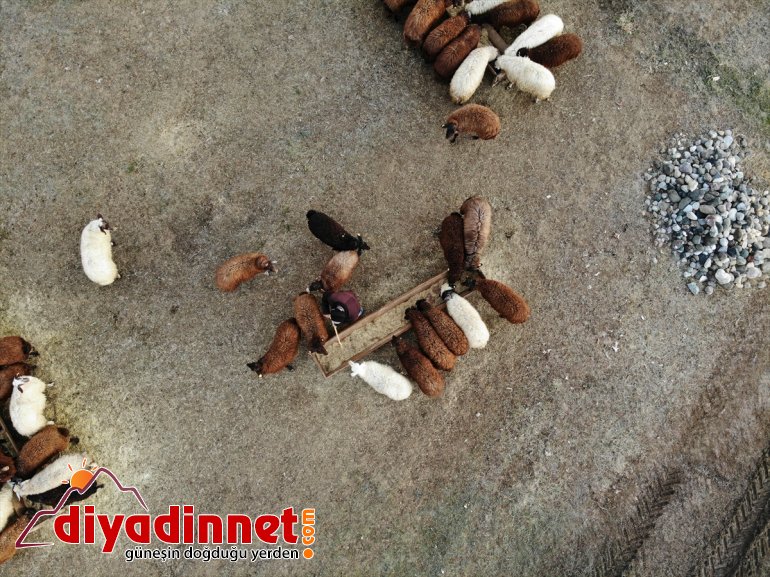 Yılın yarısını koyunlarıyla kırsalda yalnız geçiriyor1