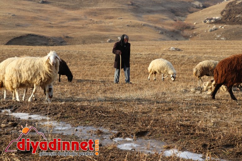 Yılın yarısını koyunlarıyla kırsalda yalnız geçiriyor2
