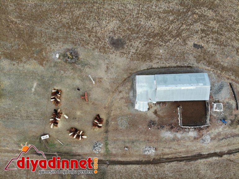 Yılın yarısını koyunlarıyla kırsalda yalnız geçiriyor11