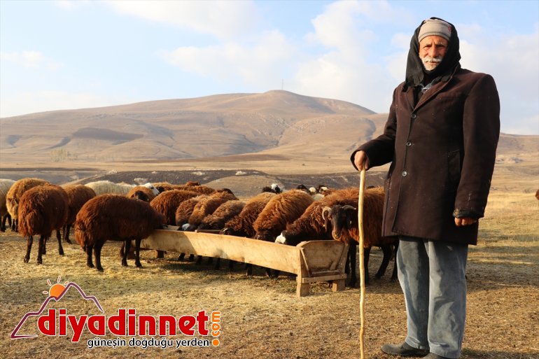 Yılın yarısını koyunlarıyla kırsalda yalnız geçiriyor12