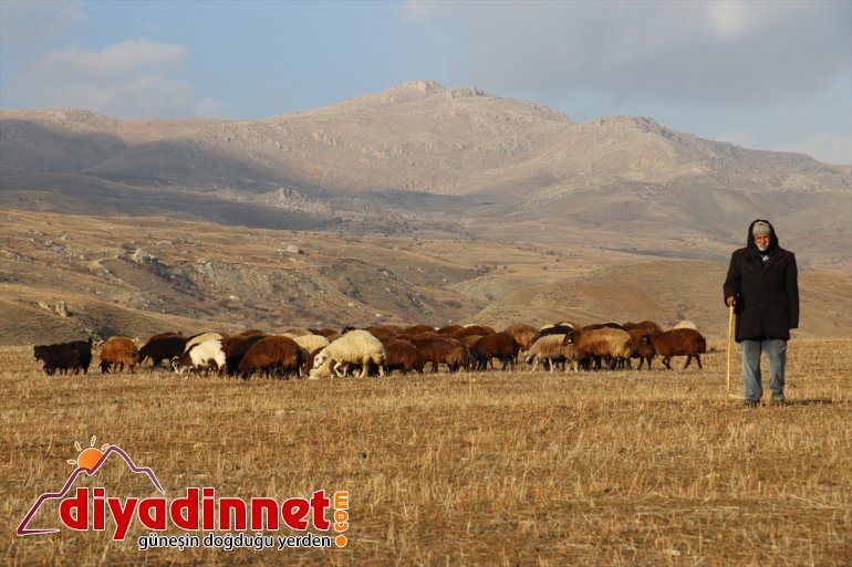 Yılın yarısını koyunlarıyla kırsalda yalnız geçiriyor13