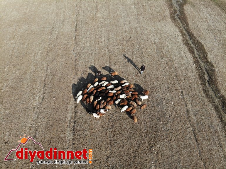 Yılın yarısını koyunlarıyla kırsalda yalnız geçiriyor14