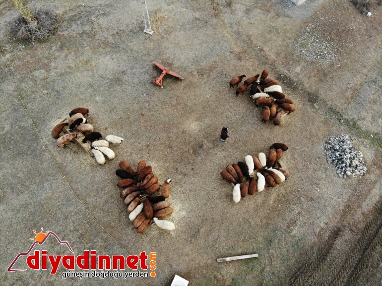 Yılın yarısını koyunlarıyla kırsalda yalnız geçiriyor15