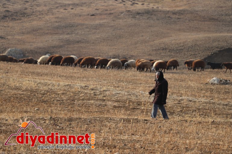 Yılın yarısını koyunlarıyla kırsalda yalnız geçiriyor3