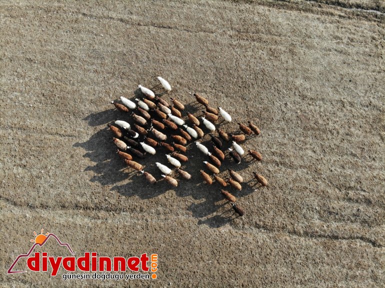 Yılın yarısını koyunlarıyla kırsalda yalnız geçiriyor5