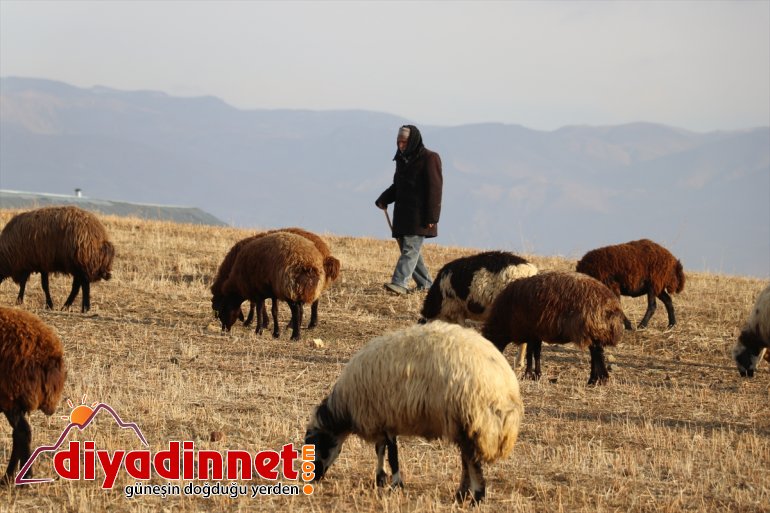 Yılın yarısını koyunlarıyla kırsalda yalnız geçiriyor6