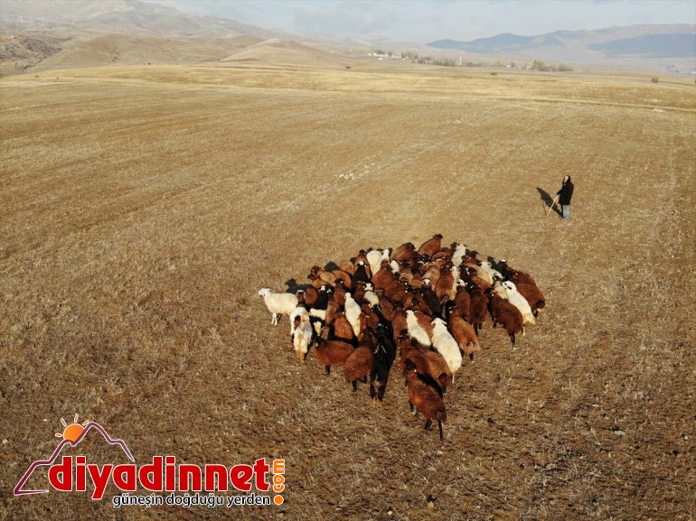 Yılın yarısını koyunlarıyla kırsalda yalnız geçiriyor7