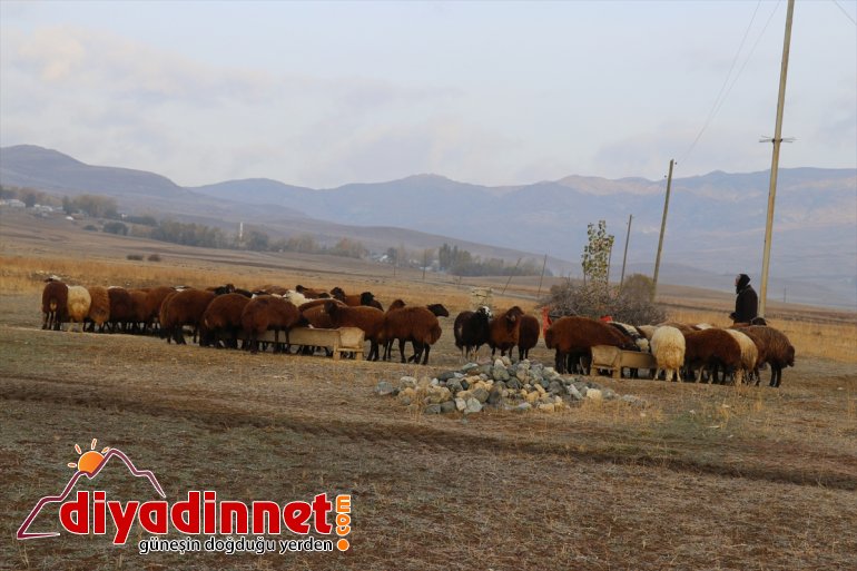Yılın yarısını koyunlarıyla kırsalda yalnız geçiriyor