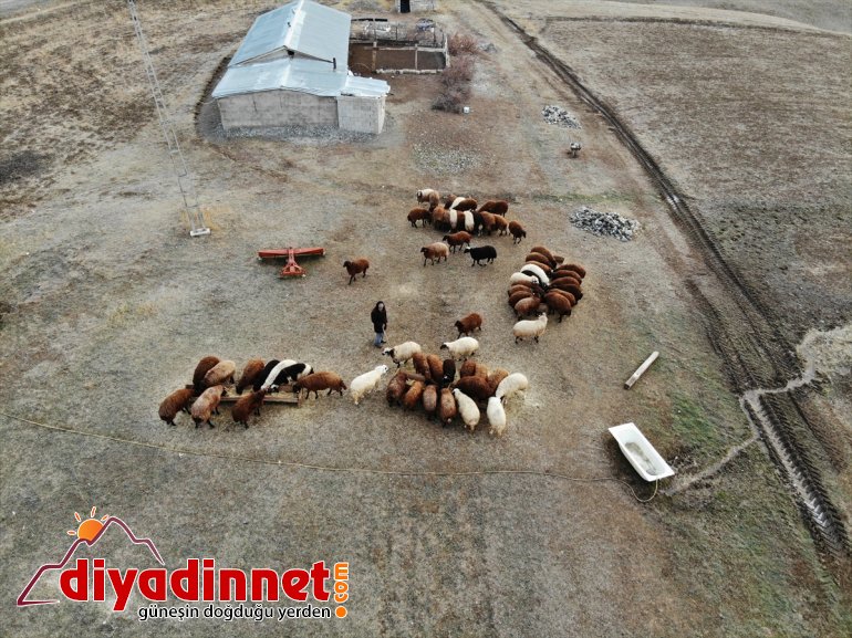 Yılın yarısını koyunlarıyla kırsalda yalnız geçiriyor9