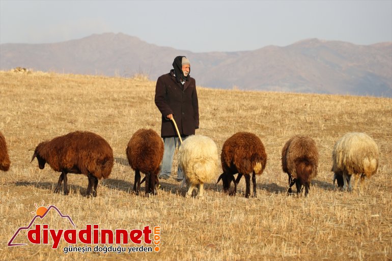 Yılın yarısını koyunlarıyla kırsalda yalnız geçiriyor10
