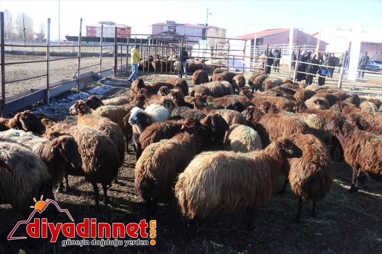 Koyun başladı almaya çiftçiler - Bin ile AĞRI 750 5 Yılda koyunlarını Projesi 1