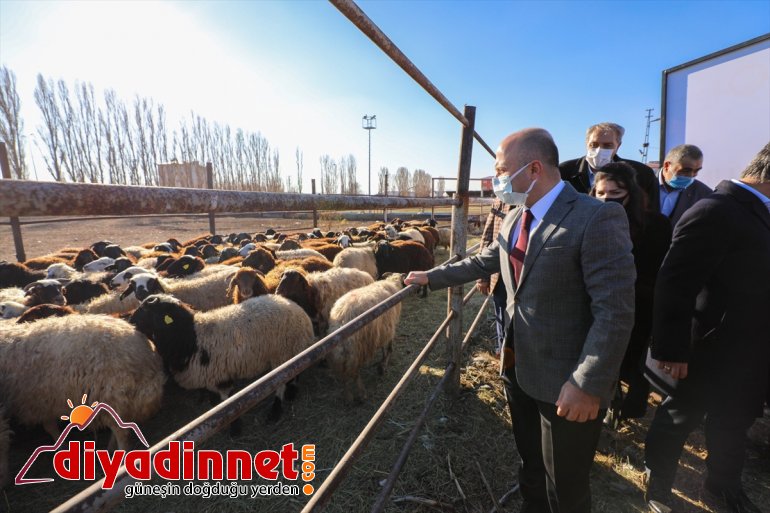 Bin AĞRI Yılda 5 Projesi Koyun çiftçiler almaya ile başladı koyunlarını - 750 6