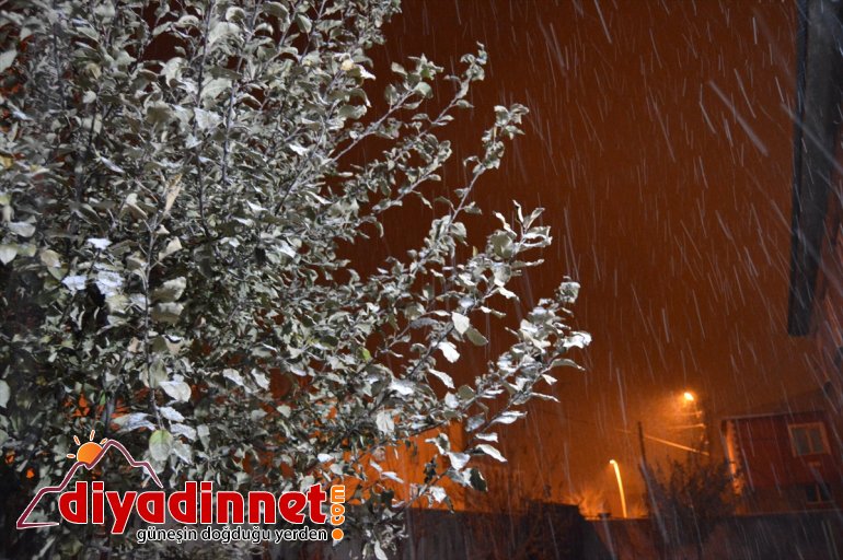 AĞRI kaplandı karla ağaçlar Araçlar - ve 7