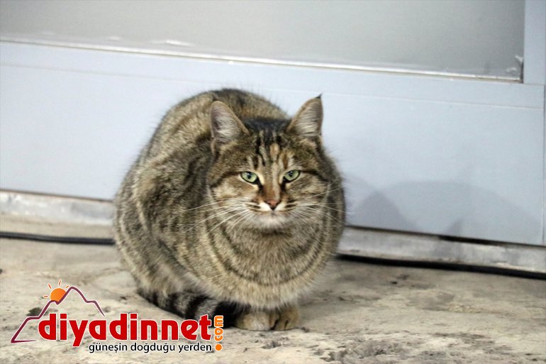 ağrı buz sarkıtları soğuk hava8