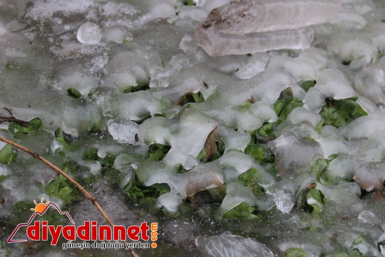 Ağrı da donmaya başlayan şelale ortaya renkli görüntüler çıkardı3