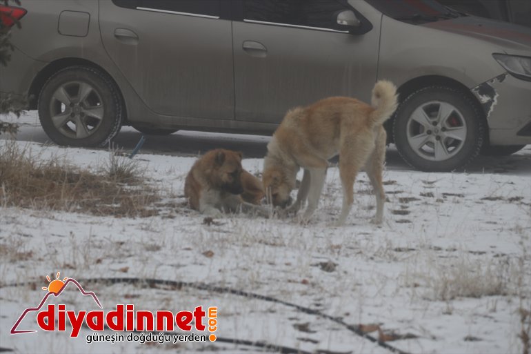 Ağrı da soğuk hava ve yoğun sis etkili oldu4