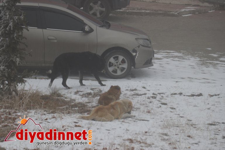 Ağrı da soğuk hava ve yoğun sis etkili oldu9