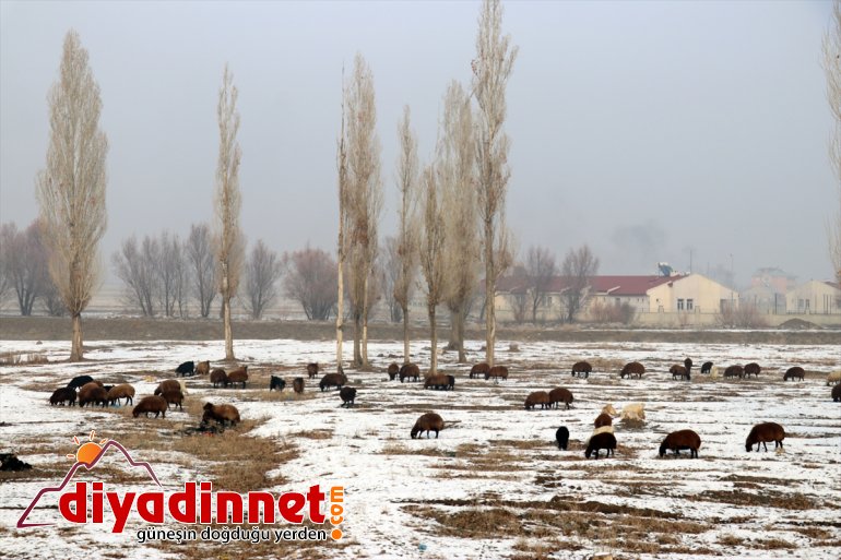 ağrı kar yağışı ve kış kırağı11