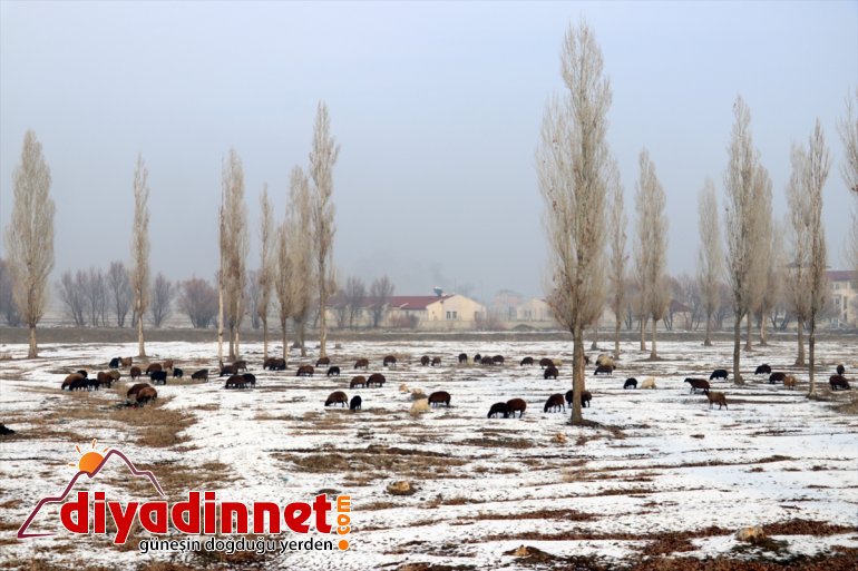 ağrı kar yağışı ve kış kırağı4