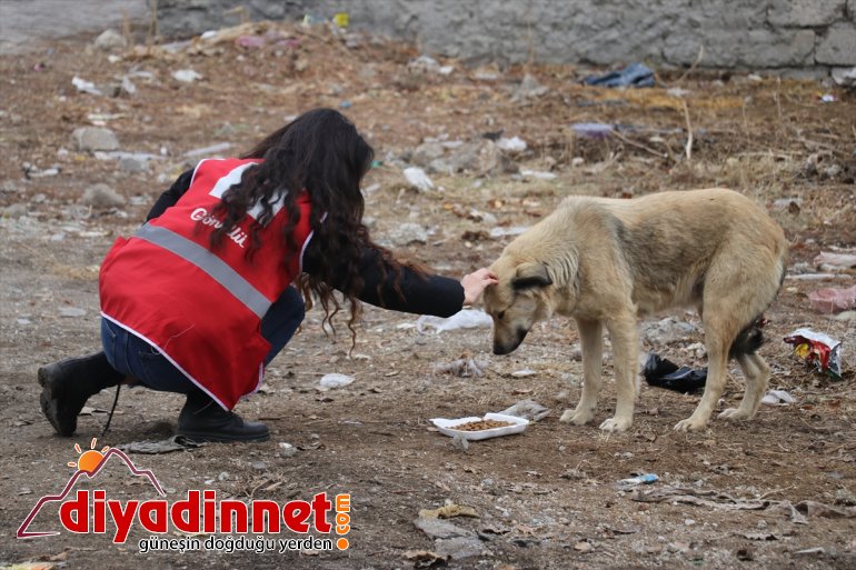 sokak - Kovid-19 unutmadı Kızılay gönüllüleri AĞRI hayvanlarını kısıtlamasında 1