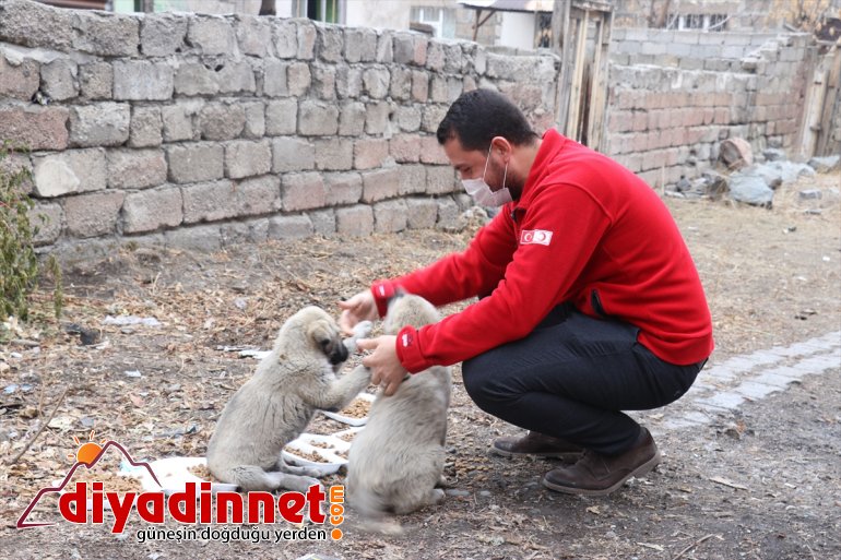 Kızılay gönüllüleri Kovid-19 kısıtlamasında sokak hayvanlarını unutmadı