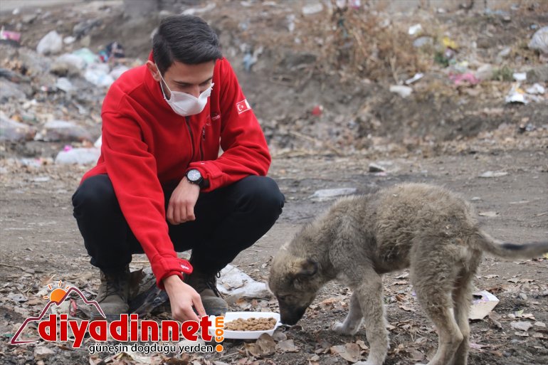 Kızılay gönüllüleri AĞRI kısıtlamasında - sokak unutmadı Kovid-19 hayvanlarını 11