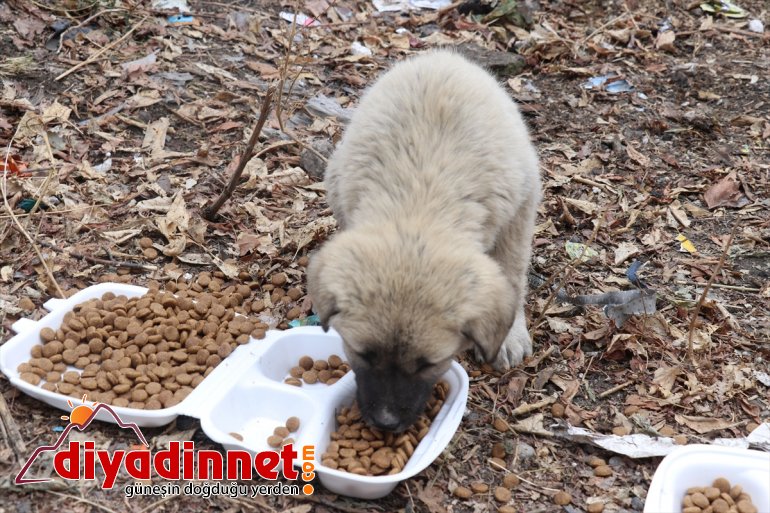 - hayvanlarını AĞRI gönüllüleri Kızılay sokak unutmadı Kovid-19 kısıtlamasında 13