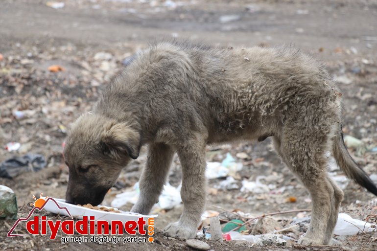 hayvanlarını Kızılay Kovid-19 - AĞRI kısıtlamasında gönüllüleri sokak unutmadı 14