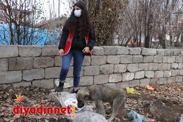 Kovid-19 AĞRI kısıtlamasında gönüllüleri hayvanlarını unutmadı sokak Kızılay - 3