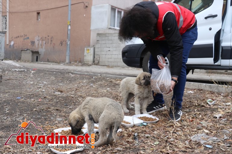 gönüllüleri sokak Kızılay unutmadı AĞRI Kovid-19 - kısıtlamasında hayvanlarını 4