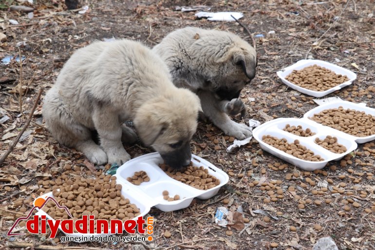 - Kızılay kısıtlamasında hayvanlarını gönüllüleri unutmadı AĞRI Kovid-19 sokak 6