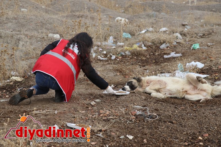 AĞRI sokak Kovid-19 kısıtlamasında gönüllüleri Kızılay - hayvanlarını unutmadı 7